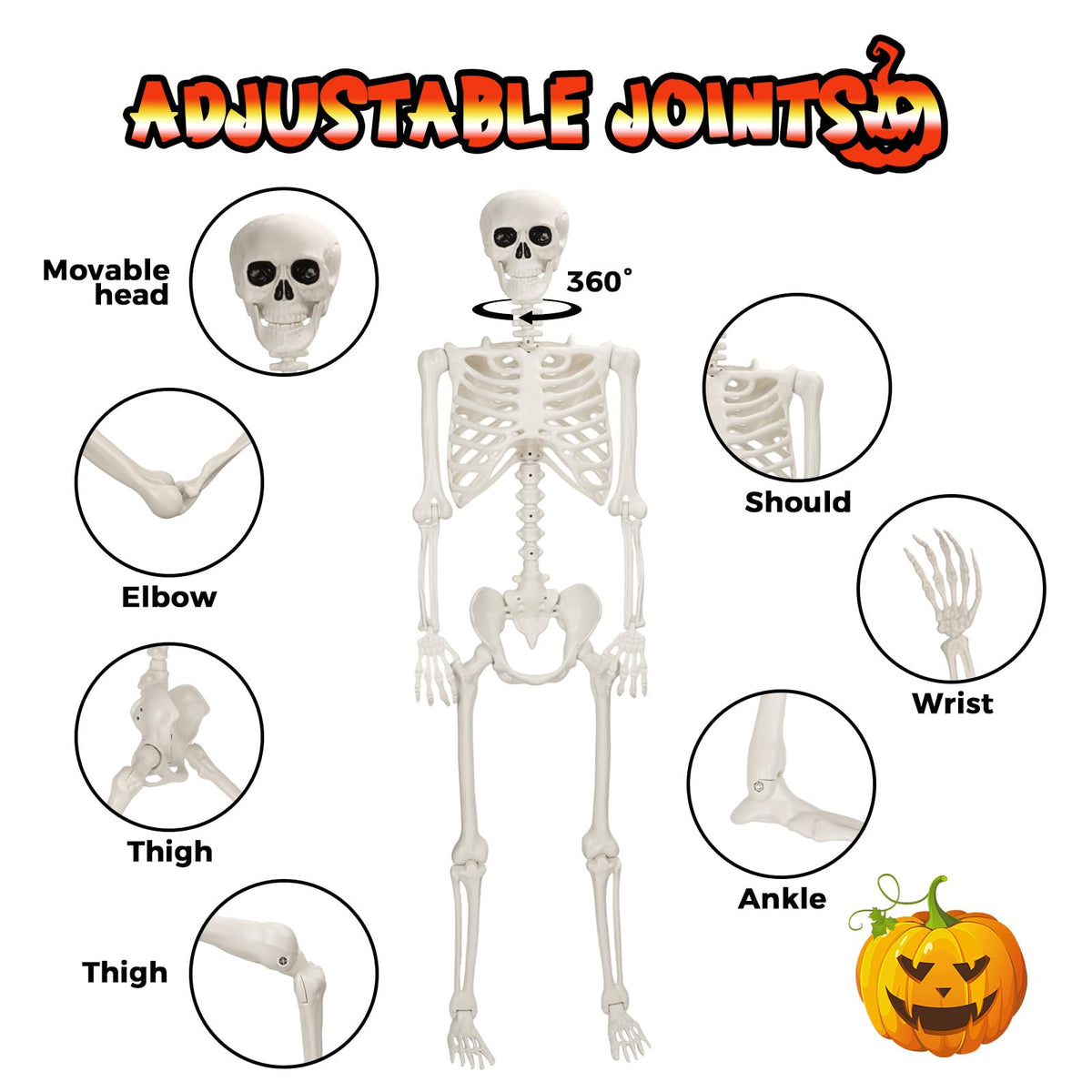 Life Size Poseable Skeleton O7541