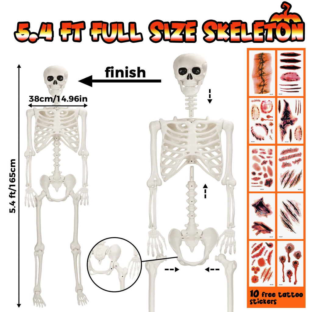 Life Size Poseable Skeleton O7541