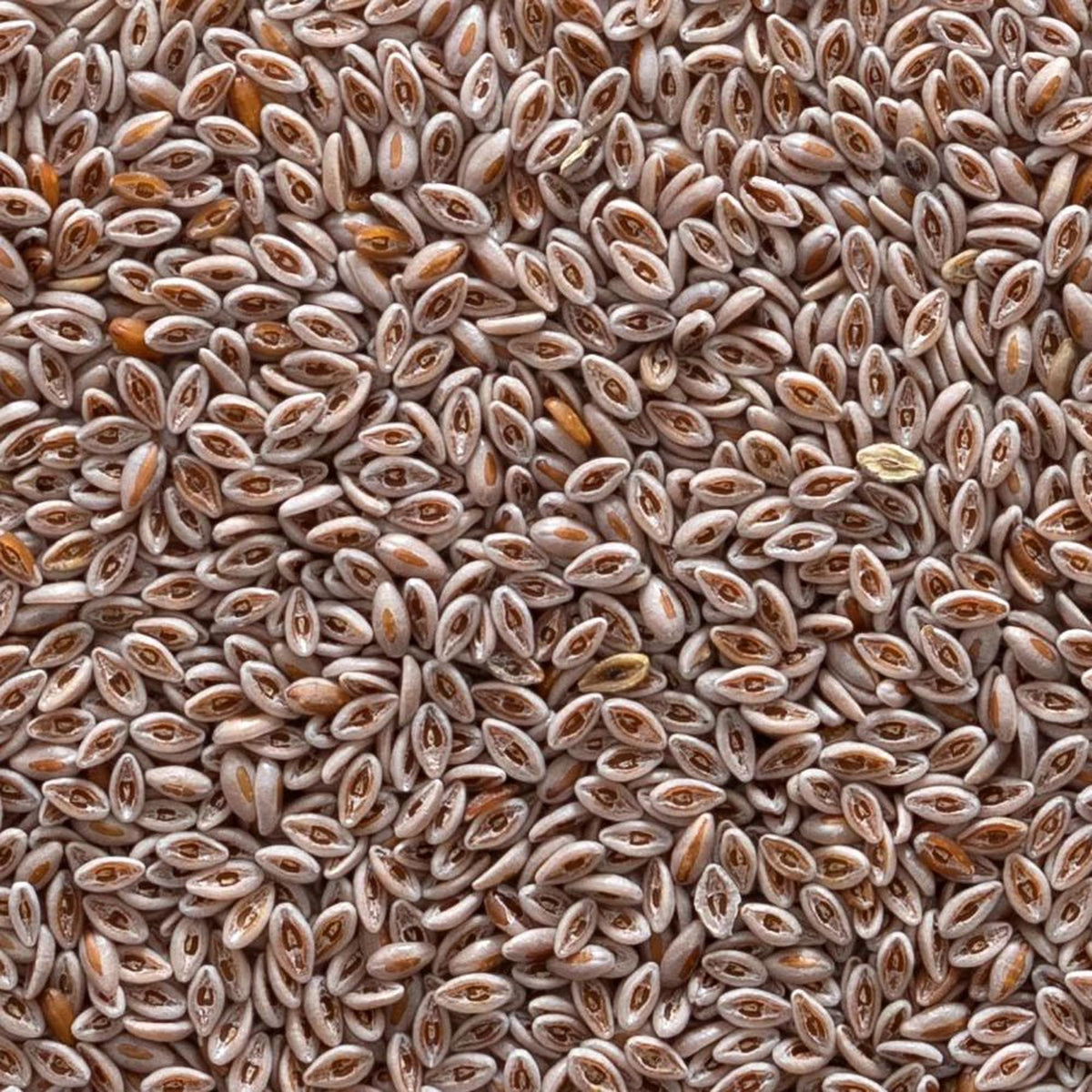 Organic Whole Psyllium Seed 1lb E79319